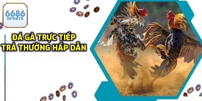 Đá Gà Trực Tiếp - Tìm Hiểu Điều Kiện Tham Gia Tại 6686bet