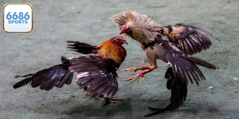 Hướng dẫn vào chơi đá gà tại 6686bet