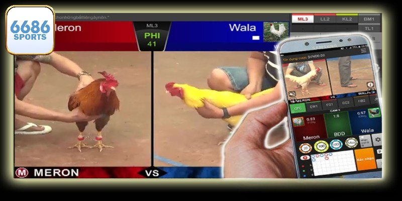 Khám phá loạt kèo hot trong đá gà trực tiếp 6686bet