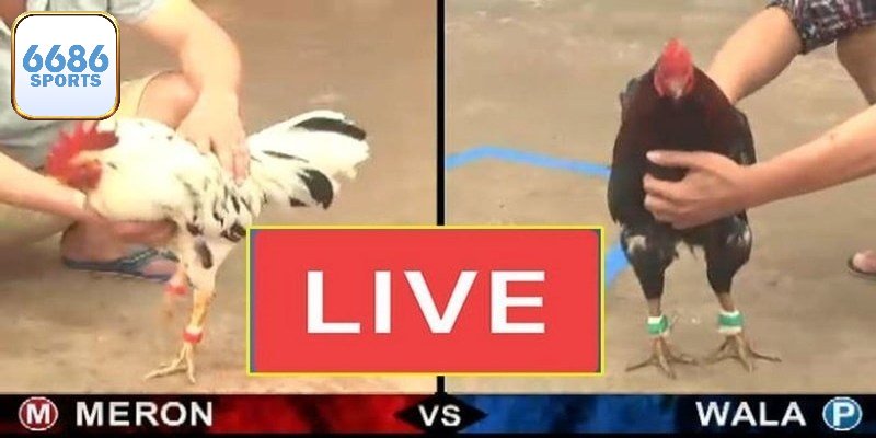 Trực tiếp đá gà tại 6686bet có gì cuốn hút?